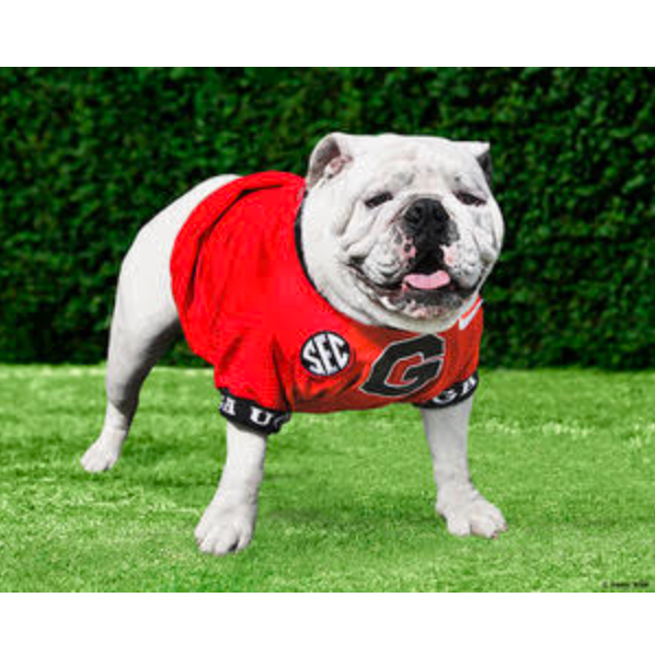 Uga XI Standing Print